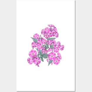 Pink Phlox - Bouquet of beautiful Phloxes Posters and Art